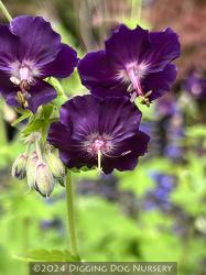 <i>Geranium phaeum</i> &lsquo;Springtime&rsquo;