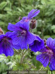 <i>Geranium</i> x <i>magnificum</i>