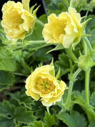 <i>Geum</i> ‘Gimlet’