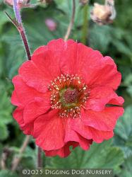 <i>Geum</i> ‘Rubin’