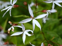 <i>Gillenia trifoliata</i>