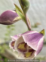 <i>Gladiolus papilio</i>