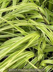 <i>Hakonechloa macra</i> ‘Albo Striata’