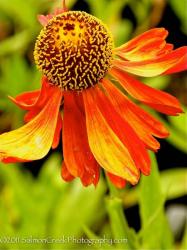 <i>Helenium</i> ‘Moerheim Beauty’