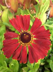 <i>Helenium</i> ‘Potters Wheel’