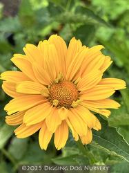 <i>Helianthus</i> ‘Loddon Gold’