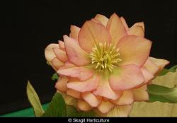 <i>Helleborus</i> x <i>hybridus</i> ‘Amber Gem’