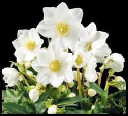 <i>Helleborus niger</i> ‘HGC Jonas’