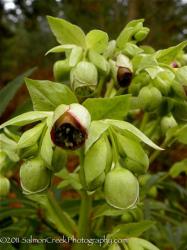 <em>Helleborus foetidus</em> ‘Wester Flisk’