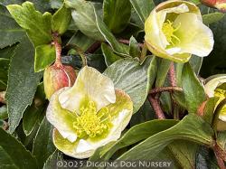 <i>Helleborus</i> x <i>sahinii</i> ‘Winterbells’