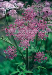 <i>Heracleum sphondylium</i> ‘Pink Cloud’