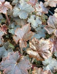 <i>Heuchera</i> ‘Blackout’