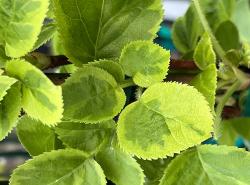 <i>Hydrangea anomala</i> ssp. <i>petiolaris</i> ‘Miranda’