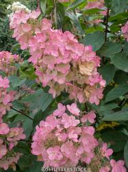 <i>Hydrangea paniculata</i> &lsquo;Pink Diamond&rsquo;
