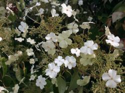 <i>Hydrangea seemannii</i>