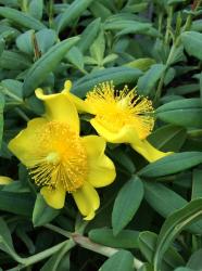 <i>Hypericum frondosum</i> ‘Sunburst’