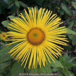 <i>Inula hookeri</i>