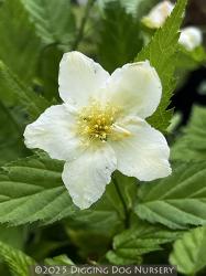 <i>Kerria japonica</i> ‘Albiflora’