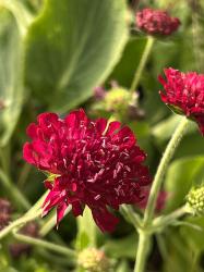 <i>Knautia macedonica</i> ‘Mars Midget’