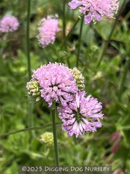 <i>Knautia macedonica</i> ‘Midget Mauves’