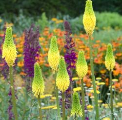 <i>Kniphofia</i> ‘Bees Lemon’