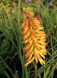 <i>Kniphofia</i> ‘Moonstone’