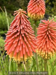 <i>Kniphofia linearifolia</i>