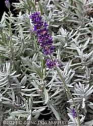 <i>Lavandula angustifolia</i> ‘Super Blue’