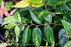 <i>Leucothoe fontanesiana</i> ‘Rainbow’