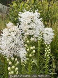 <i>Liatris spicata</i> ‘Floristan White’