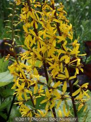 <i>Ligularia stenocephala</i> &lsquo;The Rocket&rsquo;