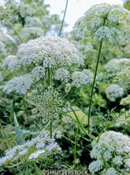 <i>Ligusticum scoticum</i>