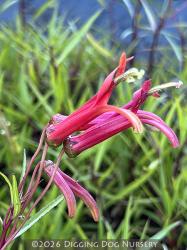 <i>Lobelia laxiflora</i>