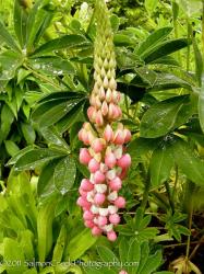 <i>Lupinus</i> ‘The Chatelaine’