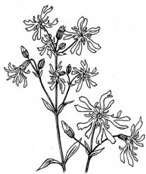 <i>Lychnis flo-cuculi</i> ‘White Robin’