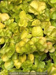 <i>Lysimachia nummularia</i> ‘Aurea’