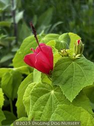 <i>Malvaviscus arboreus</i>