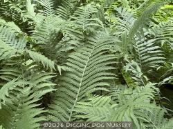 <i>Matteuccia struthiopteris</i>
