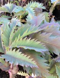 <i>Melianthus major</i> ‘Antonows Blue’