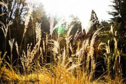 <i>Miscanthus sinensis</i> ‘Gold and Silver’