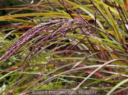 <i>Miscanthus sinensis</i> ‘Kaskade’