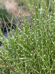 <i>Miscanthus sinensis</i> ‘Strictus’