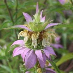 <i>Monarda punctata</i>