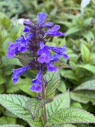 <i>Nepeta kubanica</i> ‘Bokratune’