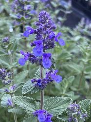 <i>Nepeta</i> ‘Hill Grounds’