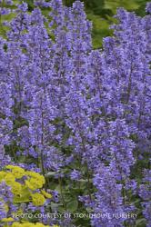 <i>Nepeta grandiflorum</i> ‘Summer Magic’