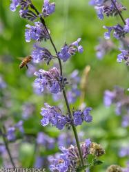 <i>Nepeta racemosa</i> &lsquo;Walkers Low&rsquo;