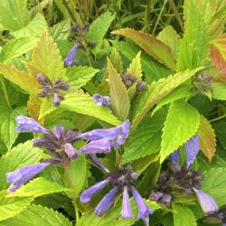 <i>Nepeta subsessilis</i> ‘Washfield’