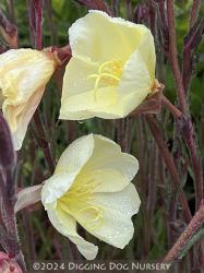 <i>Oenothera stricta</i>