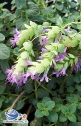 <i>Origanum</i> x ‘Amethyst Falls’